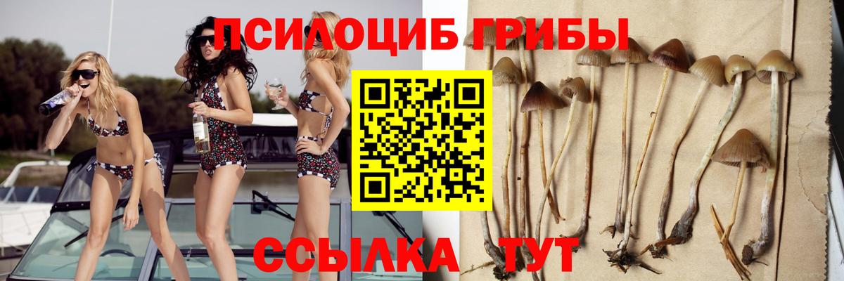 Псилоцибиновые грибы Psilocybine cubensis  Вход с VPN  Серов 